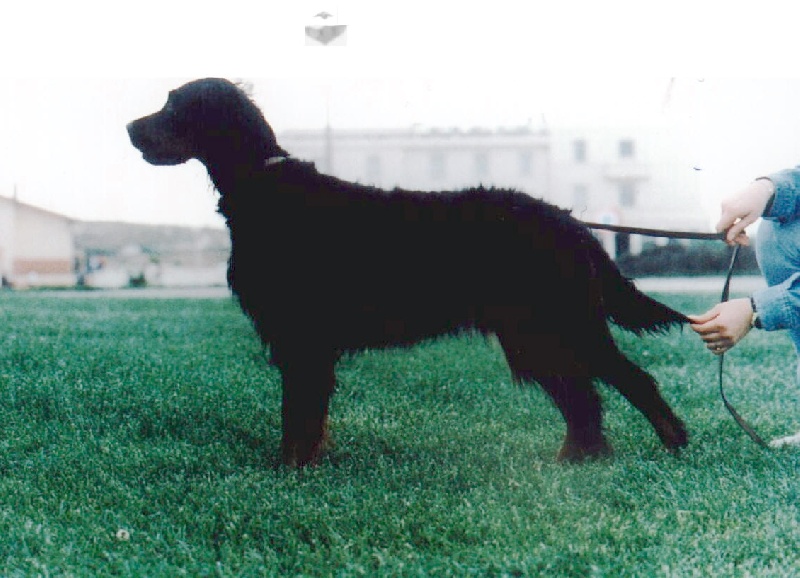 TR. CH. Jade des Rieux en Valdaine