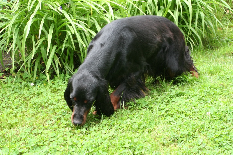 CHIOTS UKAYALI