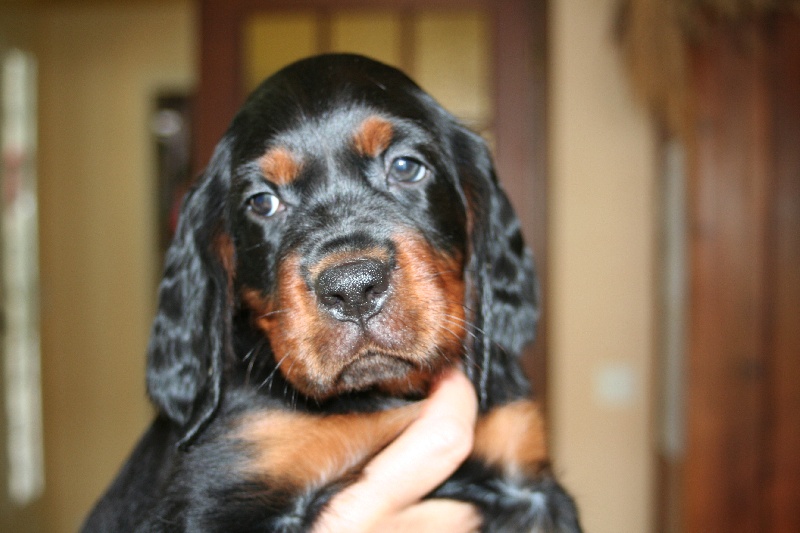 CHIOTS INDIVIDUELS