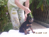 CHIOT