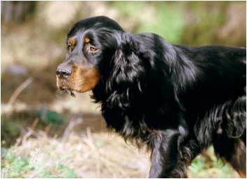 Chiot Setter Gordon of Tweed's Hills